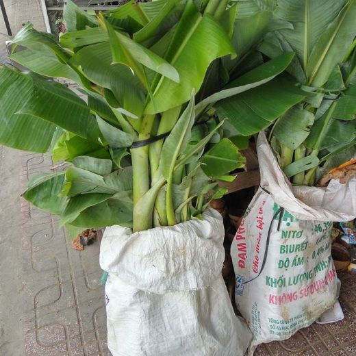 COMBO 3 CÂY CHUỐI SAP 79K