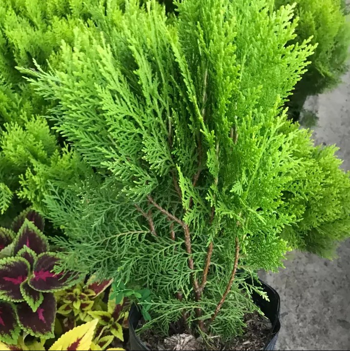 Cây trắc bách diệp - cây cảnh trong nhà
