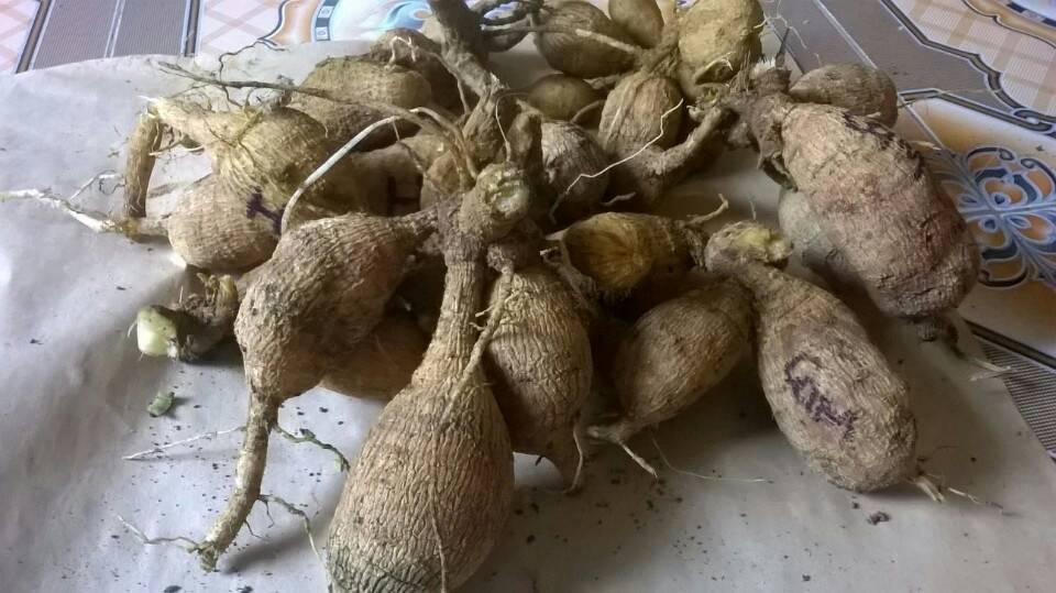 Combo 5 Củ hoa thược dược loại to