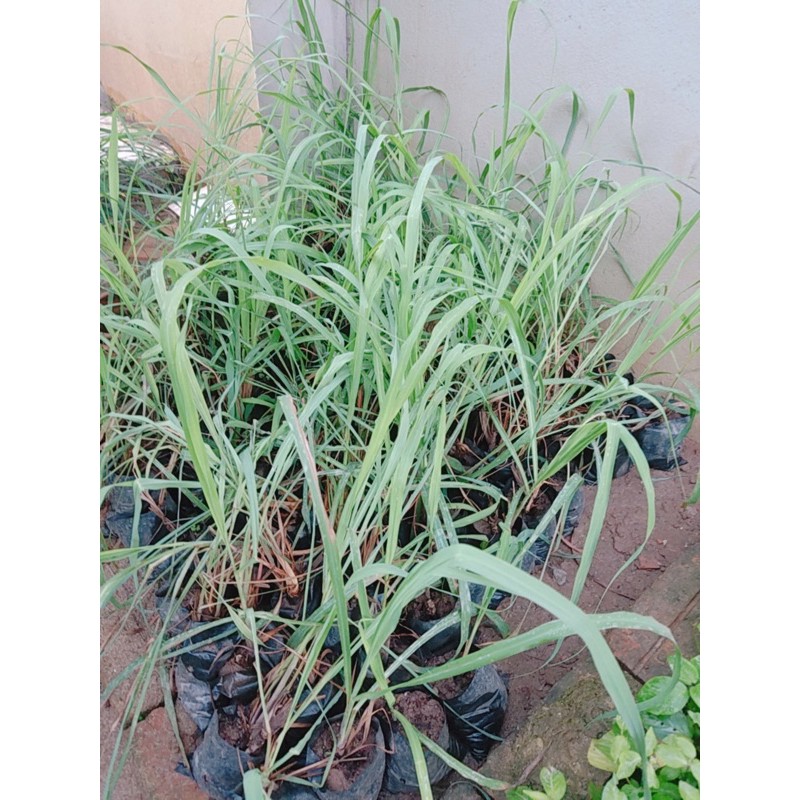 Cây sả giống có rễ- Đuổi côn trùng-Làm Cảnh