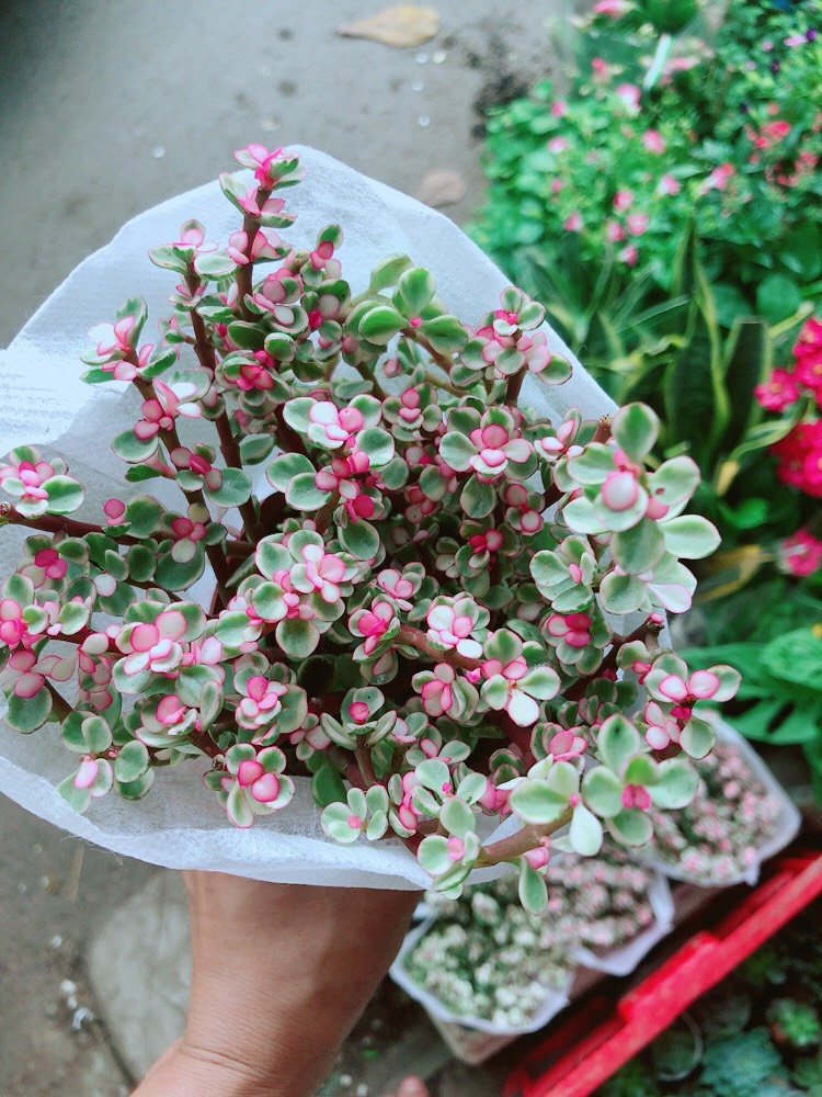 Cây Cành Vàng Lá Ngọc
