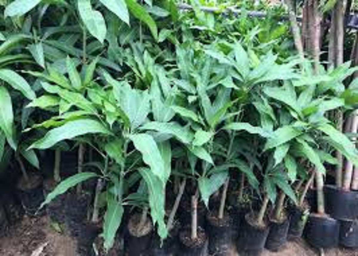Cây giống Xoài Thanh ca .