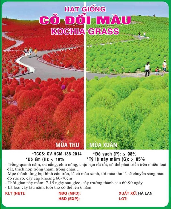 Hạt giống cỏ đổi màu - cỏ cảnh nhiều màu vts145 | vạn tín store