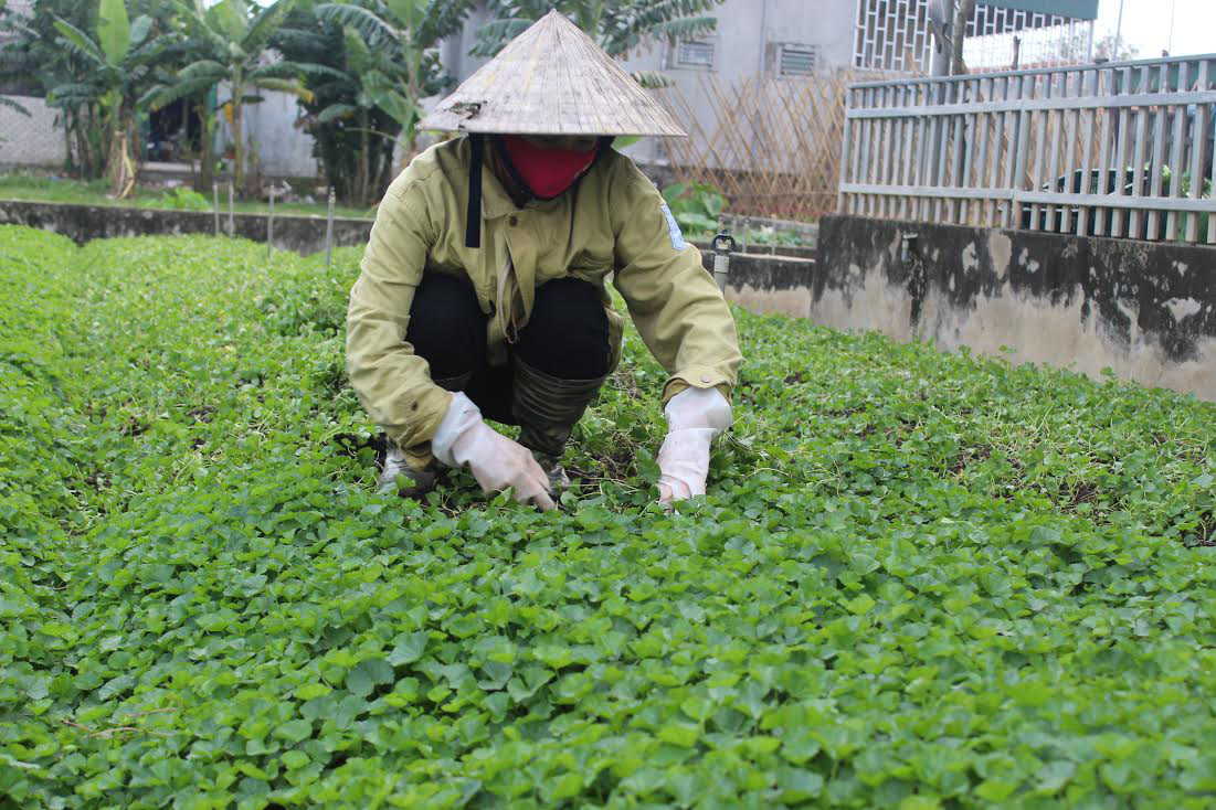 1GR - HẠT GIỐNG RAU MÁ LÁ NHỎ