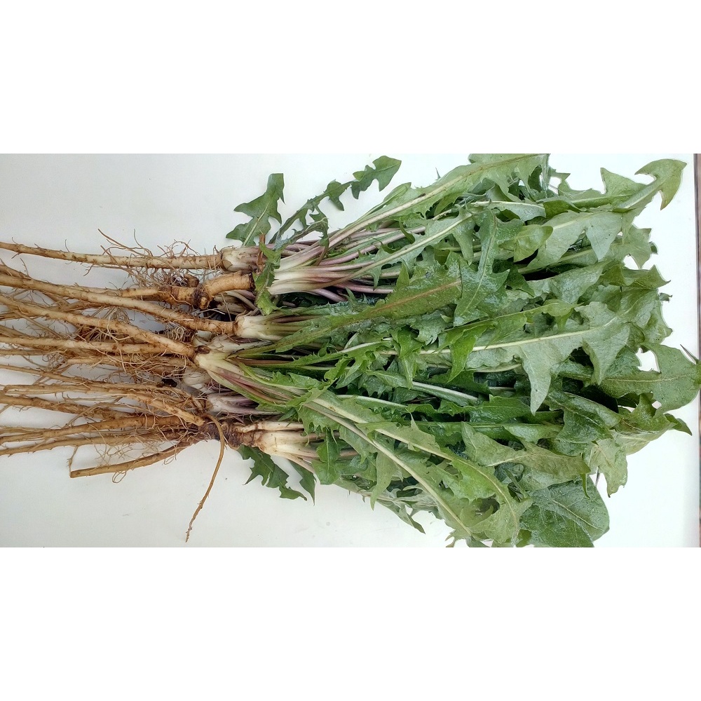 cây giống bồ công anh