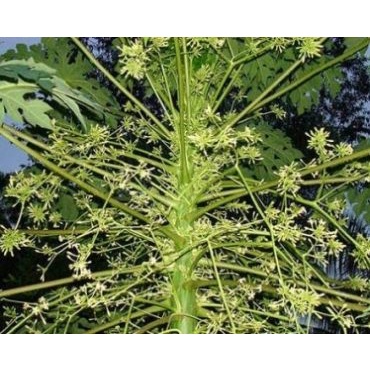 Cây giống đu đủ đực cấy mô