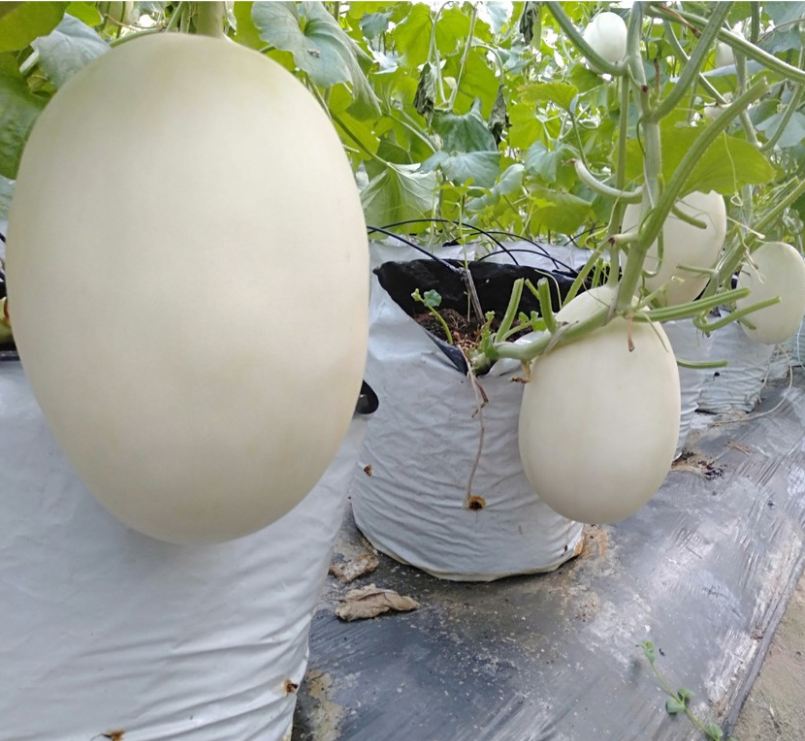 Hạt giống Dưa Lê Bạch Tuyết - Gói 20 Hạt