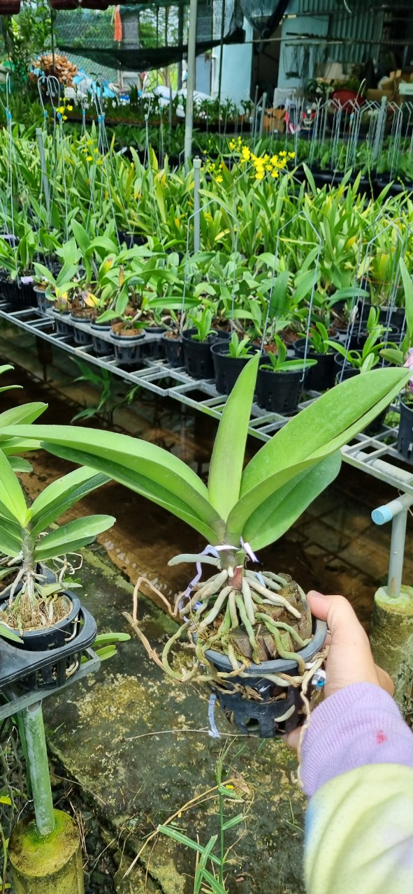 HOA LAN HỒ ĐIỆP DORITAN