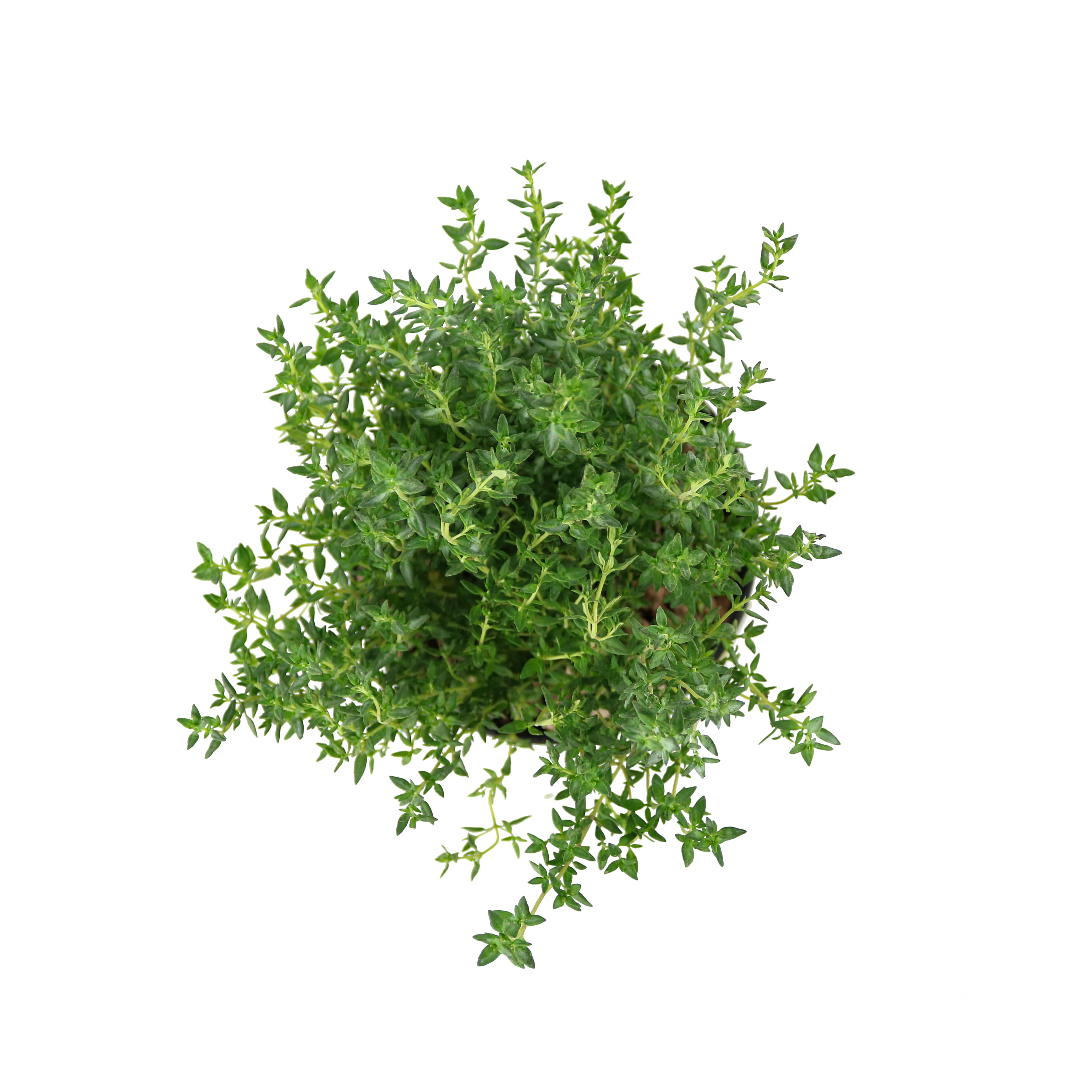 Cây gia vị | Cây xạ hương | Thyme