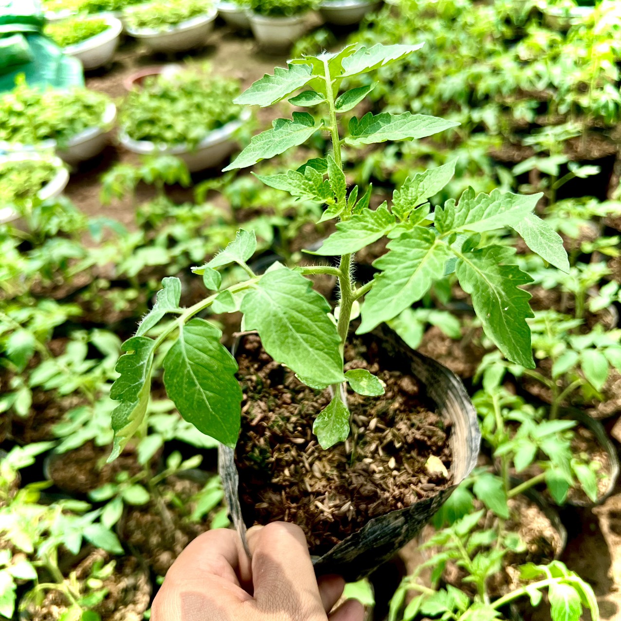 Cây cà chua Bạch Tuộc siêu trái ra trái sau 1 tháng