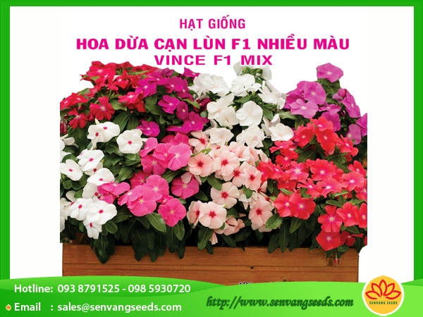 Hạt Giống Hoa Dừa Cạn Lùn F1 Nhiều Màu - 0.02Gr