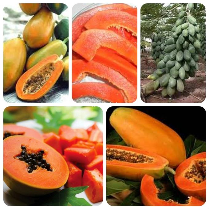 Hạt giống Đu đủ ruột gấc ngân lượng