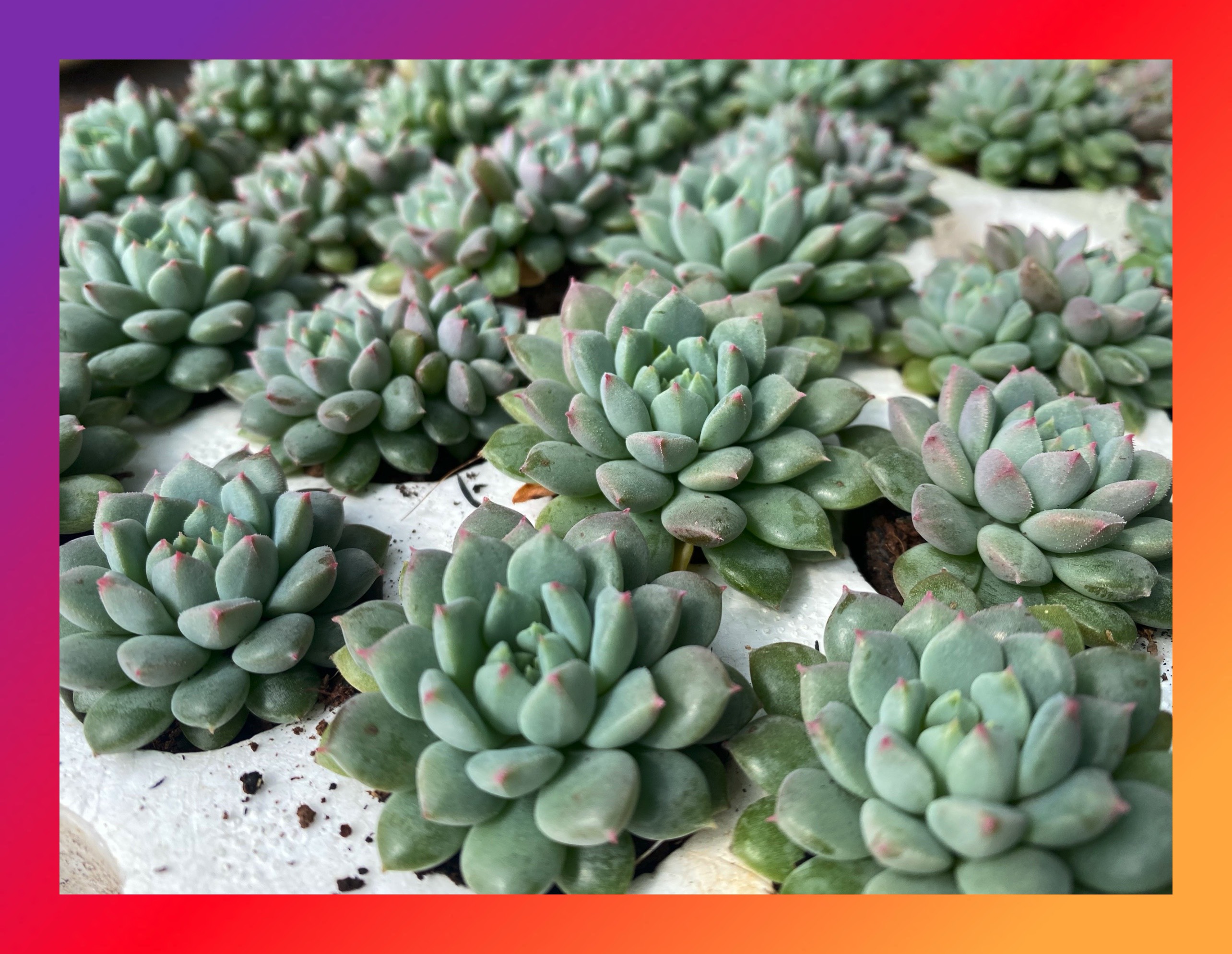SEN ĐÁ DÙ XANH SIZE MINI SIÊU KHỎE ĐẸP LỖI 1 ĐỔI 1