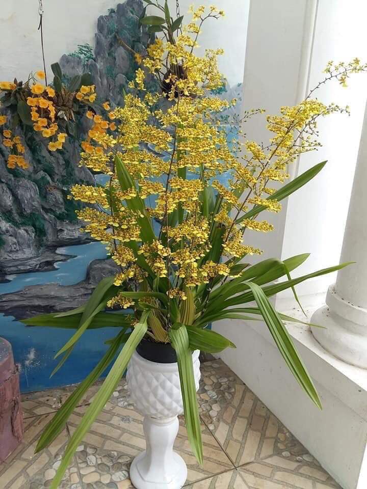 Hoa lan vũ nữ mật ngọt