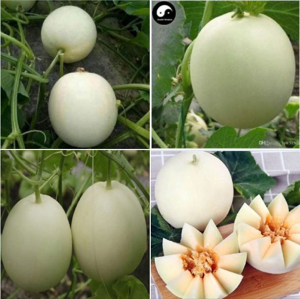 Hạt giống dưa lê trắng - 1 gói 20 hạt