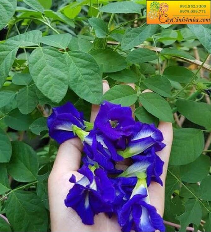 Hạt giống hoa đậu biếc (gói 20 hạt) trồng quanh năm