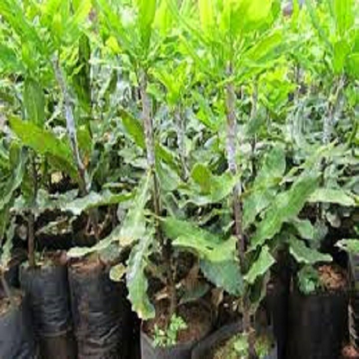 CÂY GIỐNG HẠT MACCA HÀNG GIEO HẠT - CGHMCGH