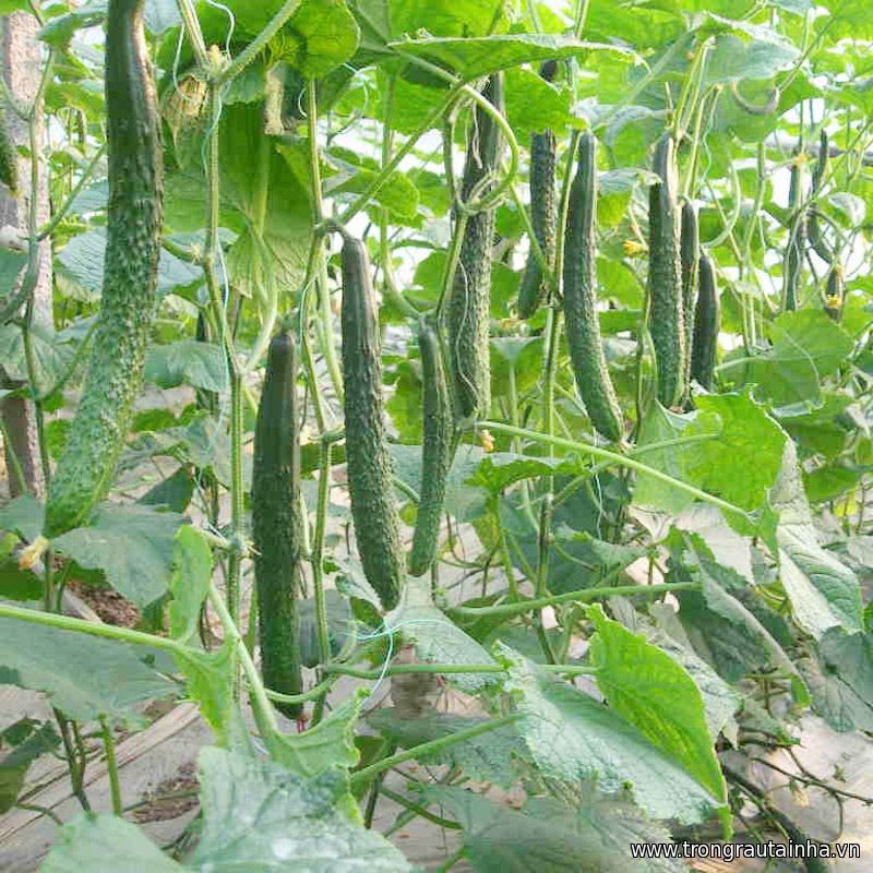 Hạt giống dưa chuột kiếm dài Nhật - ( 1 gói 10 hạt )