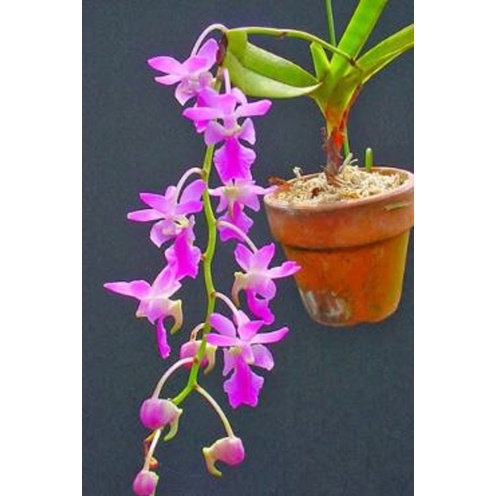 1 Bó lan rừng QUẾ TÍM hoa cực thơm - cây giống