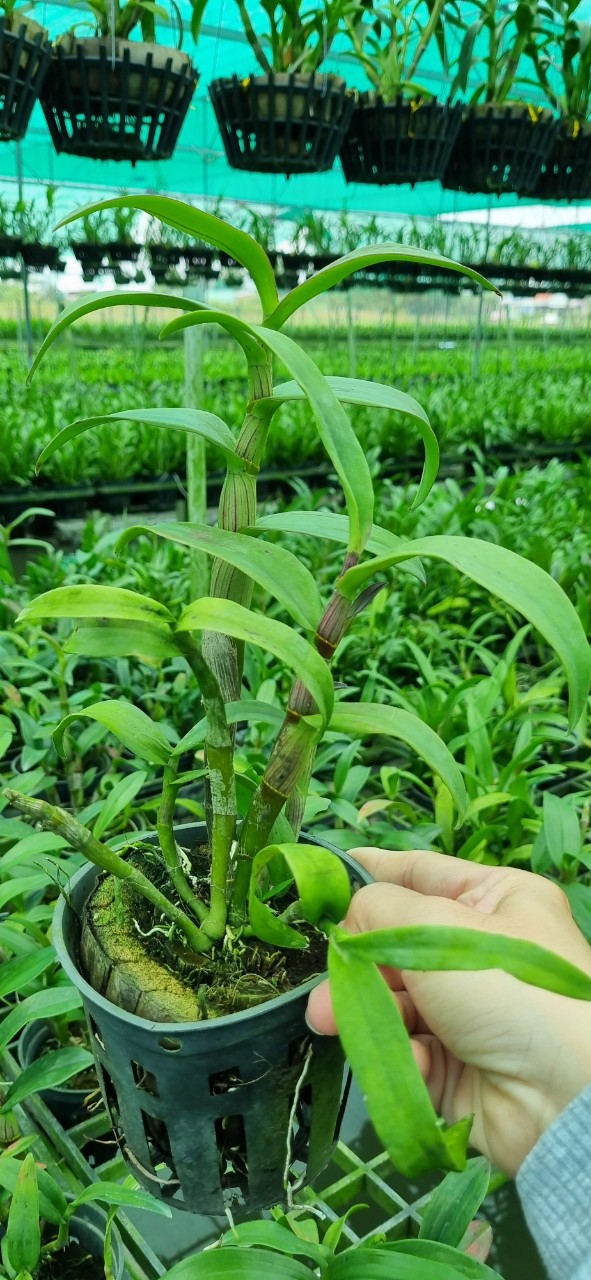 HOA LAN DAZANG HỒNG XƯA