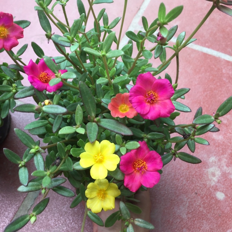 Hoa Sam Mix nhiều màu,cây xum,nhiều nụ (HÀNG NHƯ HÌNH CÓ NỤ HOA)