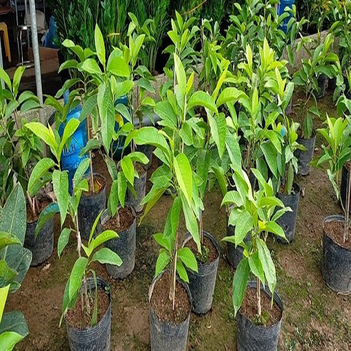 CÂY  HOA NGỌC LAN TRẮNG, HOA THƠM