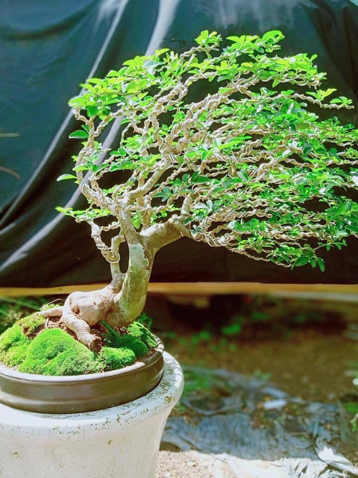 2 KG PHÂN URÊ XANH TAN NHANH - XUẤT SỨ: USA