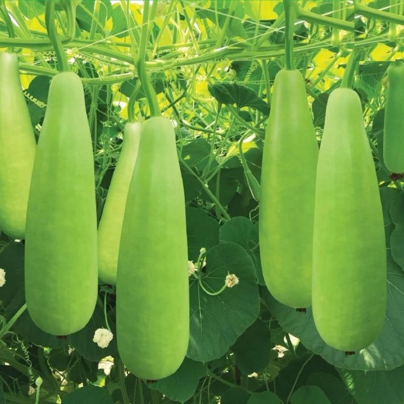 Hạt giống bầu xị leo dàn-gói 10 hạt