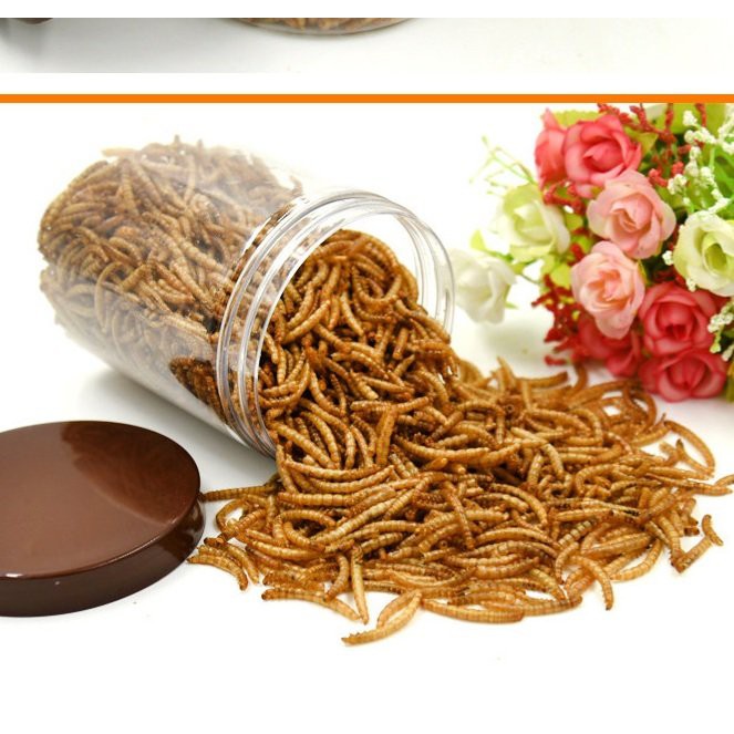 Sâu lớn rang bơ cho Hamster