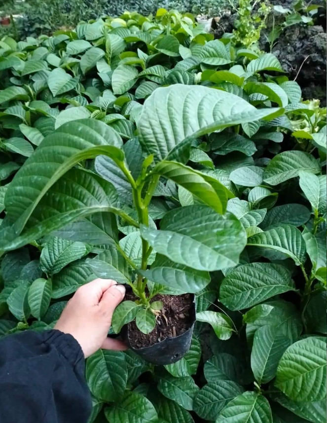 Chậu cây giống dưa tây