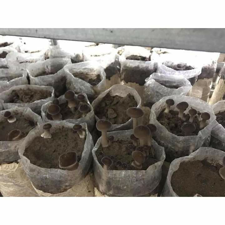 Phôi nấm mối đen 🍄🍄🍄