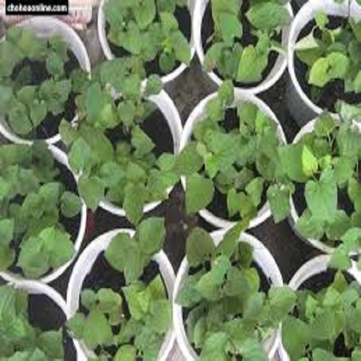 CÂY GIỐNG RAU DIẾP CÁ