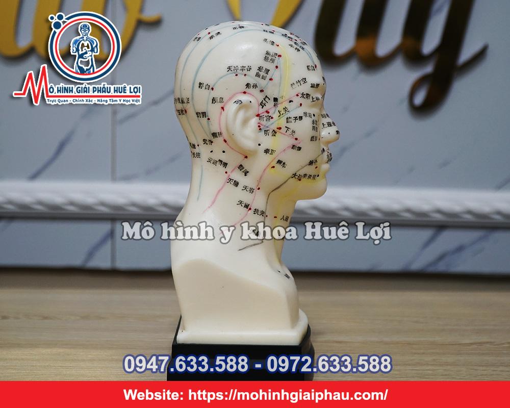 Mô Hình Huyệt Vị Vùng Đầu
