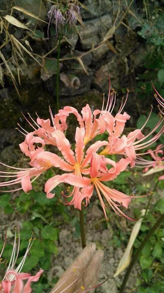 Củ giống hoa bỉ ngạn hoa màu hồng ( 1 củ + 1 viên nén xơ dừa ươm củ )