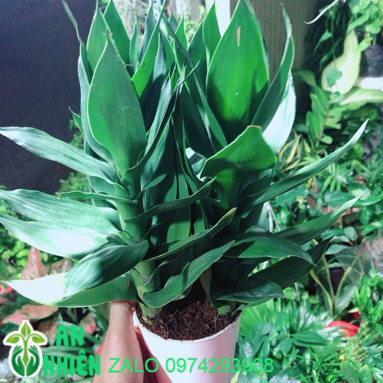 Chậu Cây Phát Tài Búp Sen