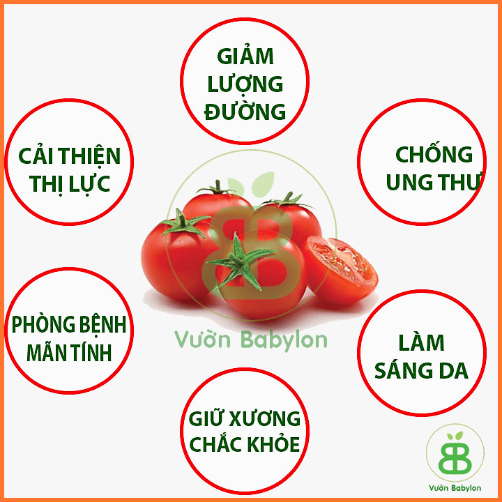 Hạt Giống Cà Chua Bi Đỏ Lùn 0,1G