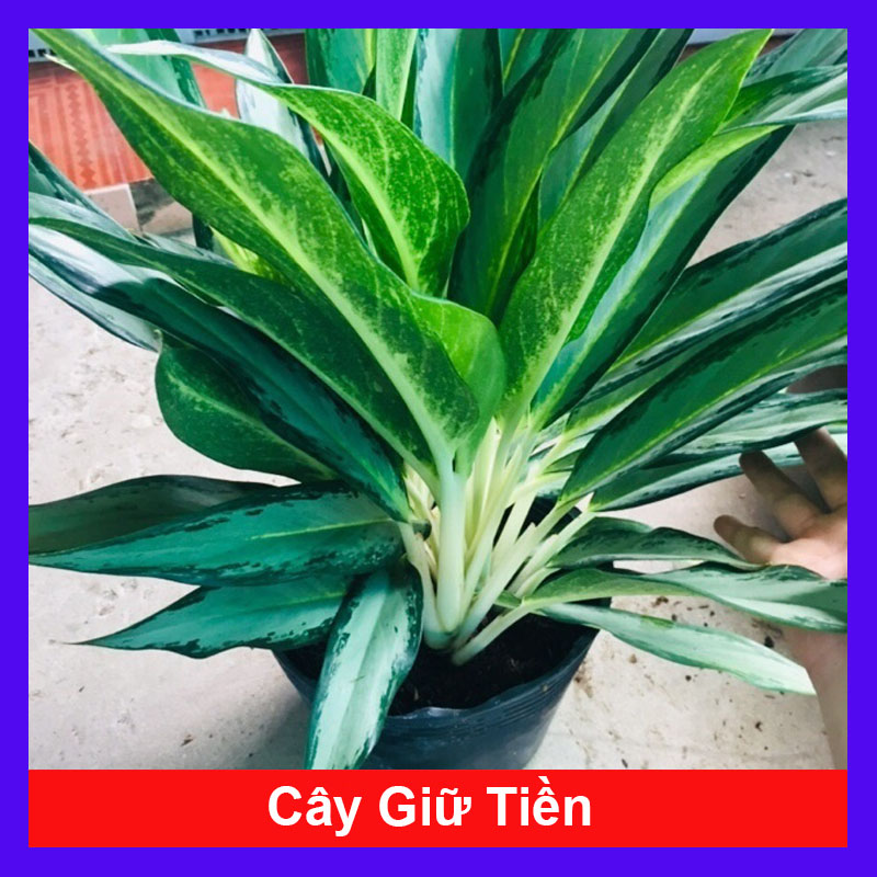 Cây Giữ Tiền - Cây cảnh phong thủy trang trí