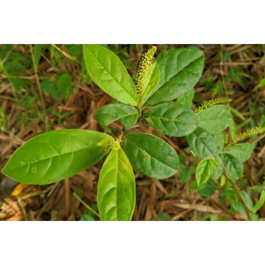 Cây giống chòi mòi