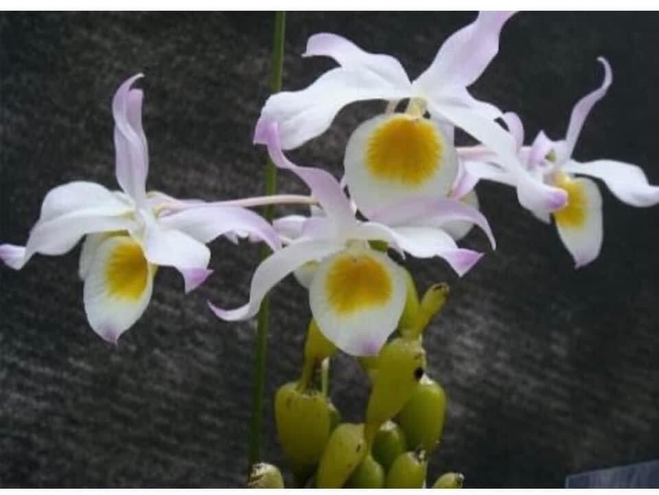 Hoa Lan  chuỗi ngọc(1 bó) qq