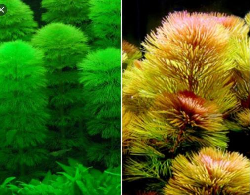 Cây rong La Hán Xanh - Đỏ (lá nước) cây thủy sinh cắt cắm dễ trồng