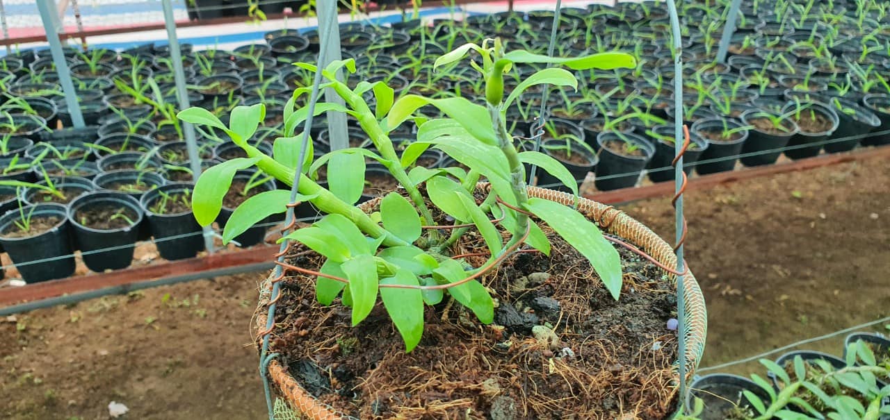 Lan phi điệp đột biến 5 CÁNH TRẮNG BẢO DUY