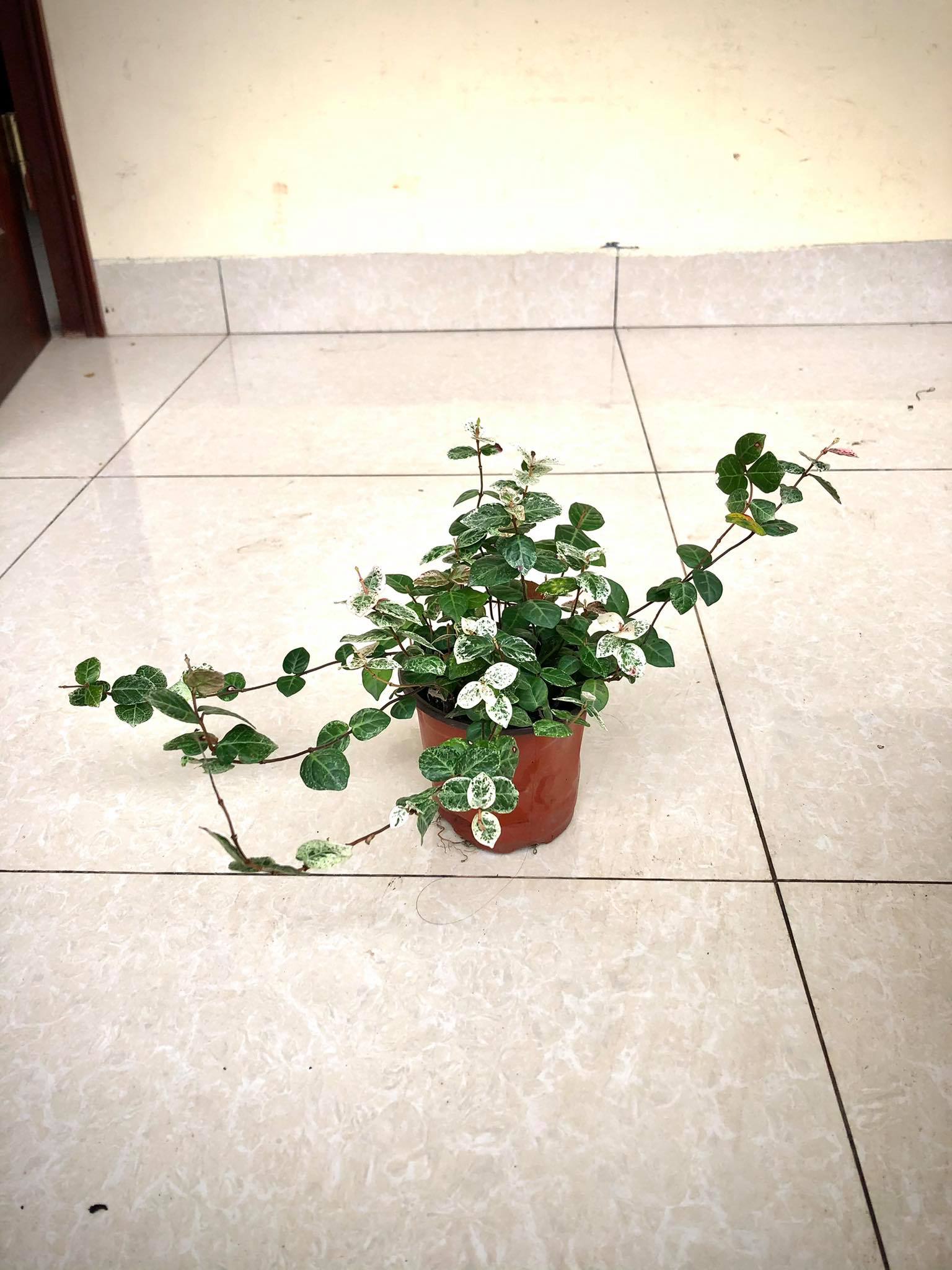 Cây vảy ốc - cây thằn lằn cẩm thạch (cây leo tường)