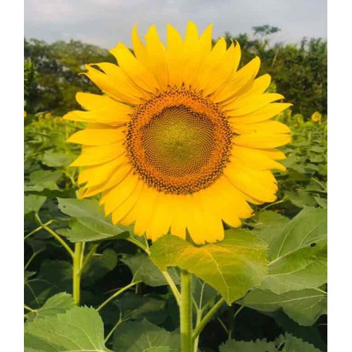 Phân bón Đạm U rê, Phân Lân, Phân Kali 500gram