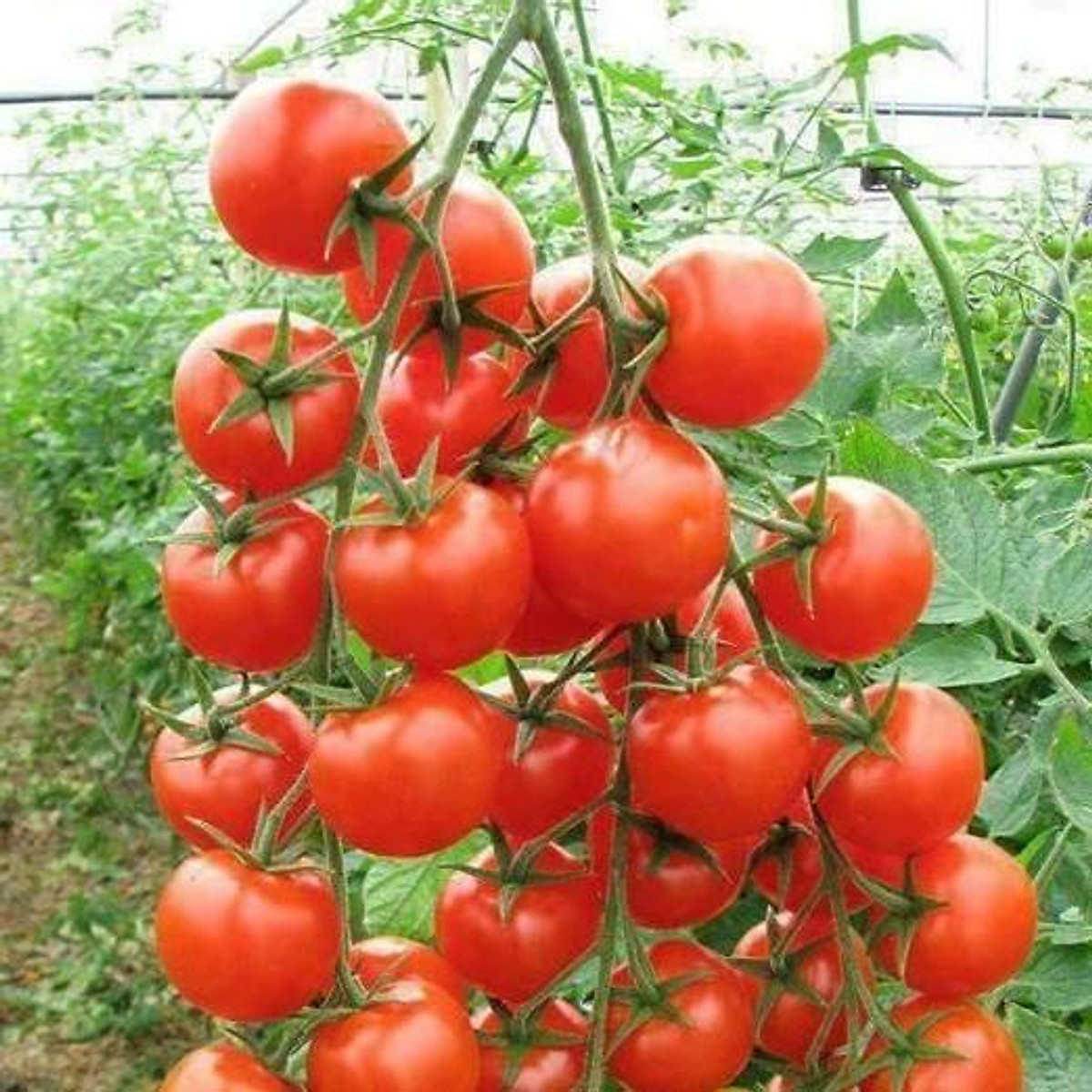 CÀ CHUA LEO GIÀN CÀ CHUA BẠCH TUỘC GÓI 20 HẠT