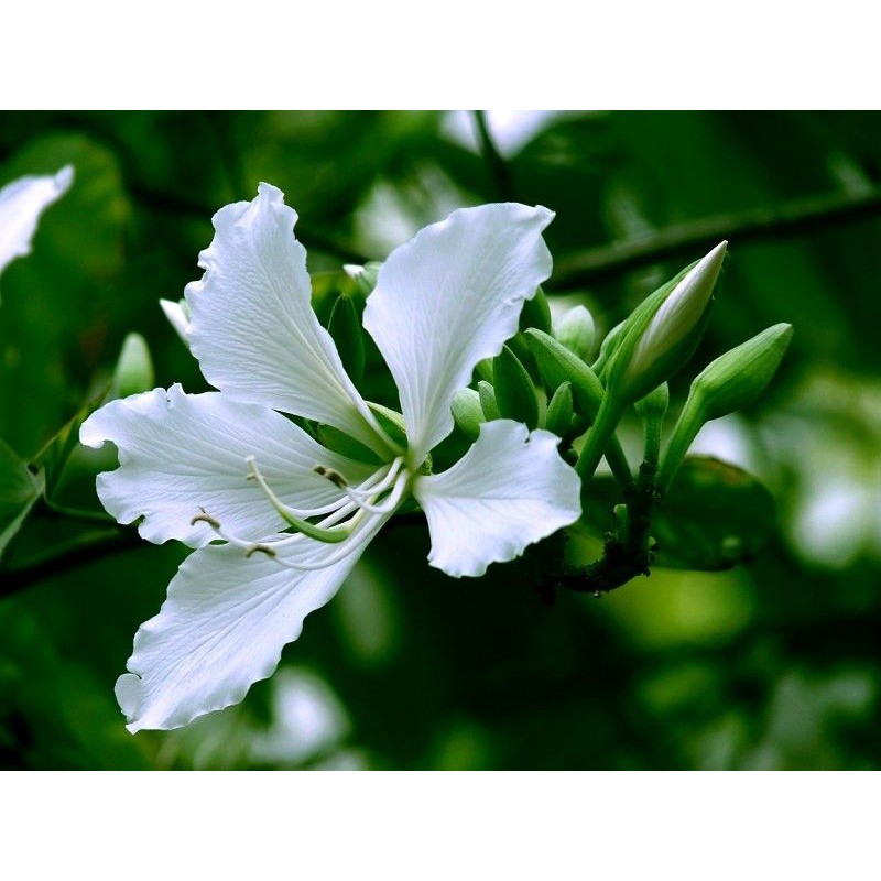 CÂY GIỐNG HOA BAN TRẮNG SIÊU ĐẸP