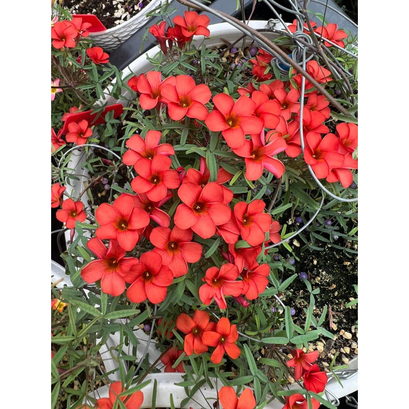 củ hoa oxalis dòng hoa sớm, thân mảnh mai