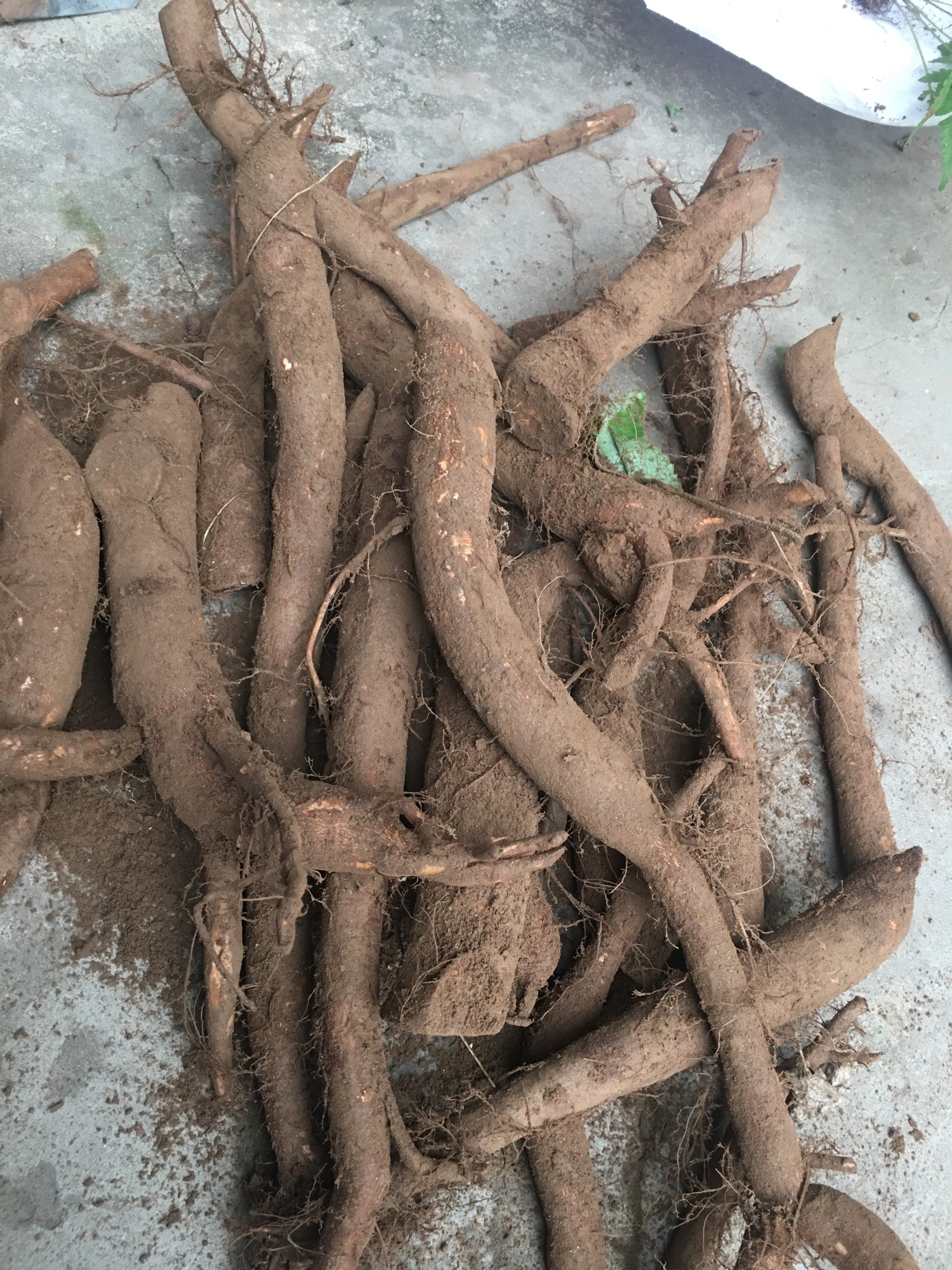 Củ gai tươi giúp an thai(1kg)