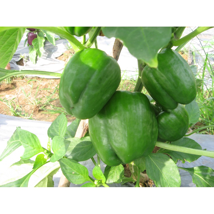 Hạt giống Ớt Chuông Đà Lạt TN