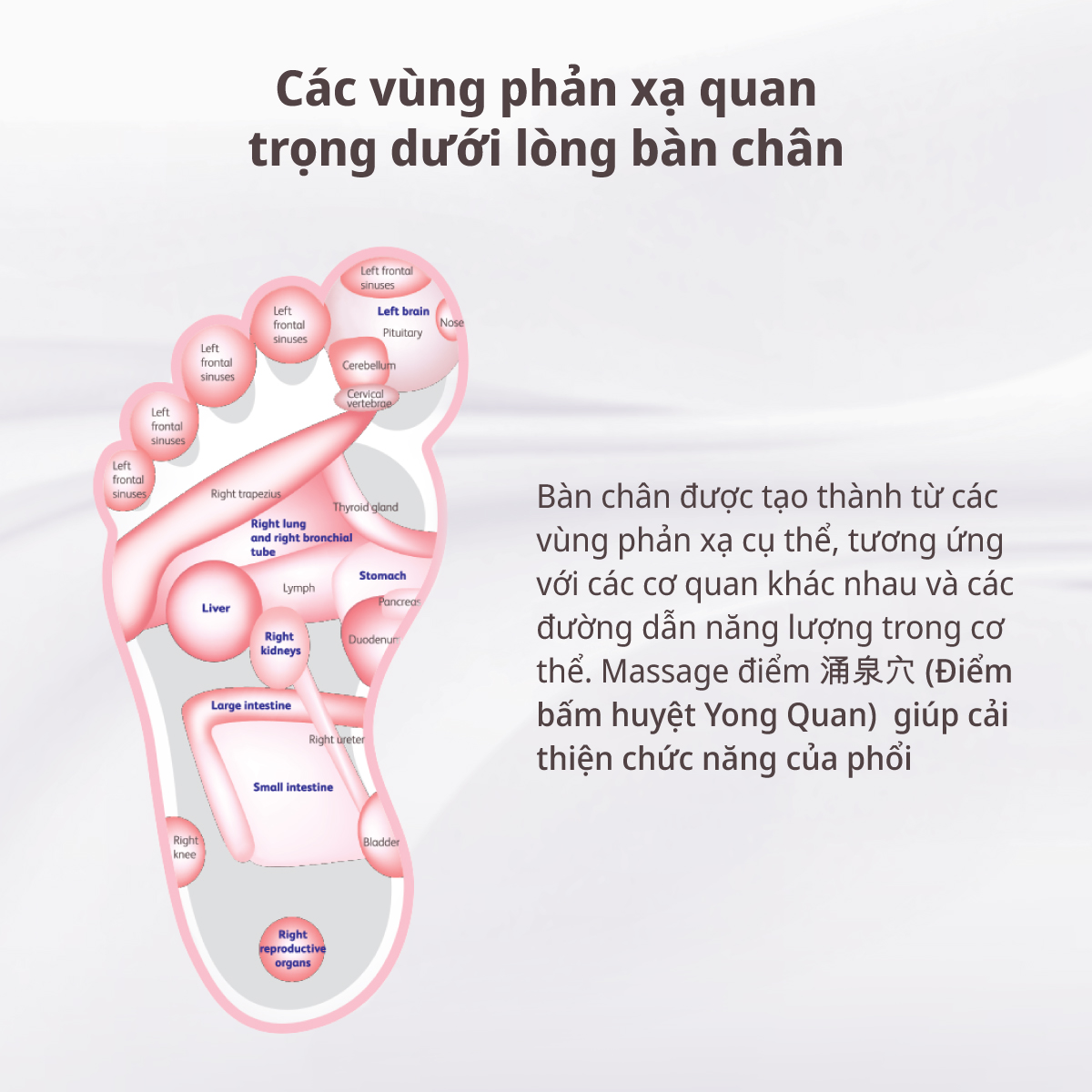 OSIM Bộ massage DIY (uJolly 2 & uSqueez 2)