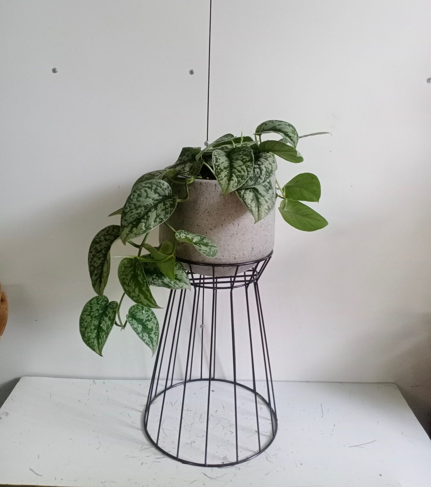 Chân Đế Kê Chậu Đôn Kim Cương cao 40cm